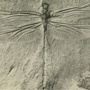 Meet your Posher, Miles